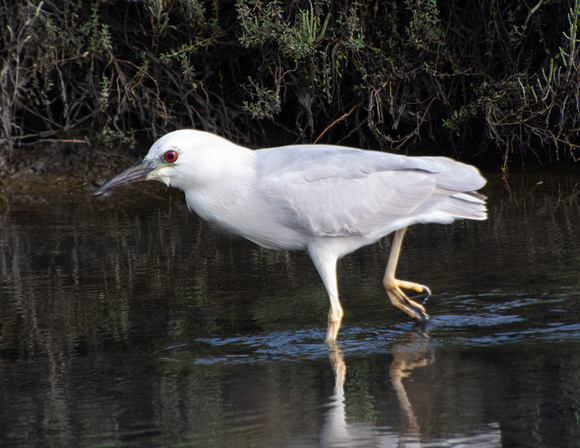 Black-crowned Night Heron - Nycticorax nycticorax