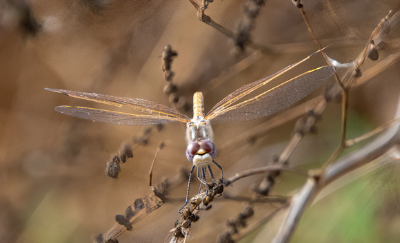 Variegated Meadowhawk - Sympetrum corruptum