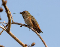 Allen's Hummingbird - Selasphorus sasin