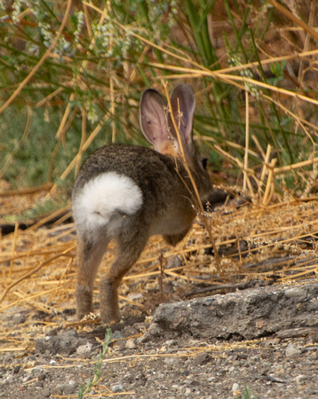 Desert cottontail  - Sylvilagus audubonnii