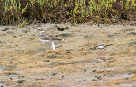 Killdeer - Catoptrophorus semipalmatus