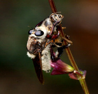 Bumble bee robber fly - Mallaphora fautrix faucticuides