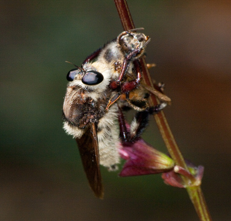 Bumble bee robber fly - Mallaphora fautrix faucticuides