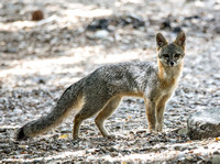 Gray Fox - Urocyon cinereoargenteus