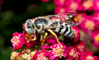 Sand wasp - Bembix americana