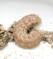 Granulate cutworm - Feltia subterranea