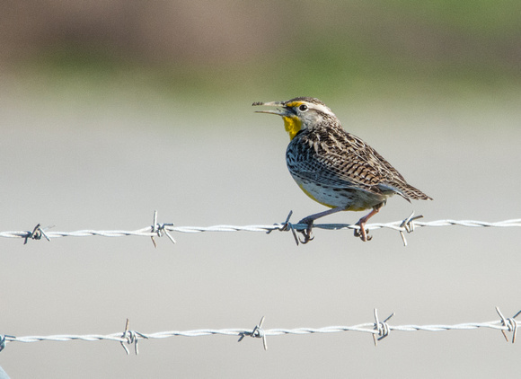 Western Meadowlark - Sturnella neglecta