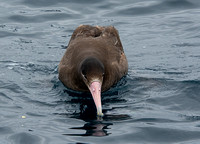 Short-tailed Albatross - Phoebastria albatrus