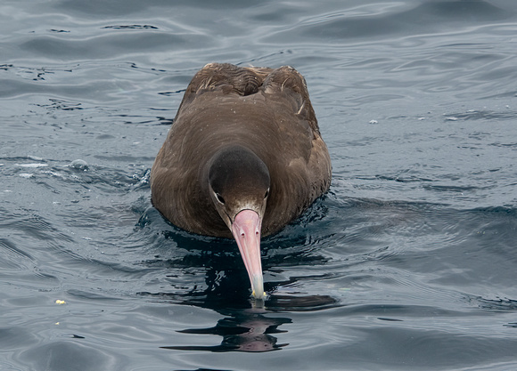 Short-tailed Albatross - Phoebastria albatrus