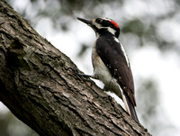 Hairy Woodpecker - Dryobates villosus