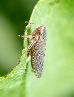 Leafhopper - Paraphlepsius sp.
