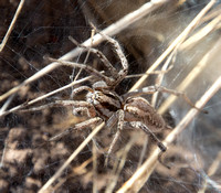 Grass spider - Agelenopsis aperta