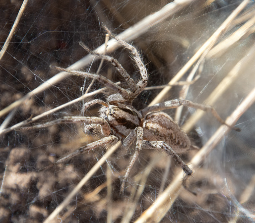 Grass spider - Agelenopsis aperta