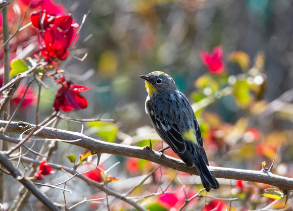 Yellow-rumped Warbler - Setophaga coronata