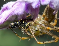 Green lynx spider - Peucetia viridans, Mason wasp  - Parancistrocerus declivatus