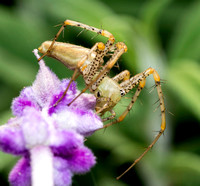 Green lynx spider - Peucetia viridans