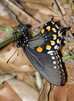 Pipevine swallowtail - Battus philenor