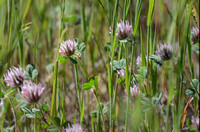 Rose Clover - Trifolium hirtum
