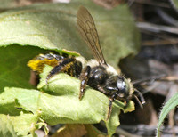 Leafcutter bee Family Megachilidae