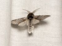 Furcula Moth - Furcula cinereoides