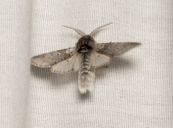 Furcula Moth - Furcula cinereoides