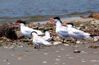 Caspian Tern - Hydroprogne caspia