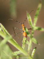 Assassin bug (nymph) - Zelus sp.