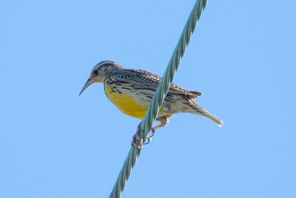 Western Meadowlark - Sturnella neglecta