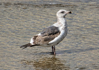 Western Gull - Larus occidentalis