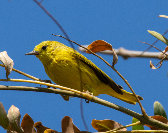 Yellow Warbler - Setophaga petechia