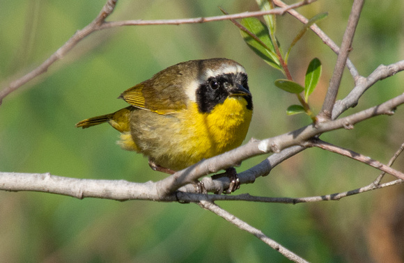 Common Yellowthroat - Geothlypis trichas