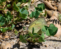 Orange sulphur - Colias eurytheme