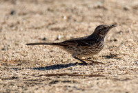 Sage Thrasher - Oreoscoptes montanus
