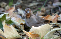 California Towhee - Melozone Crissalis