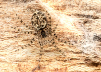 Wall spider - Oecobius navus