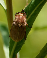 Dusty June beetle - Amblonoxia palpalis