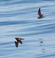 Black Storm-Petrel - Hydrobates melania