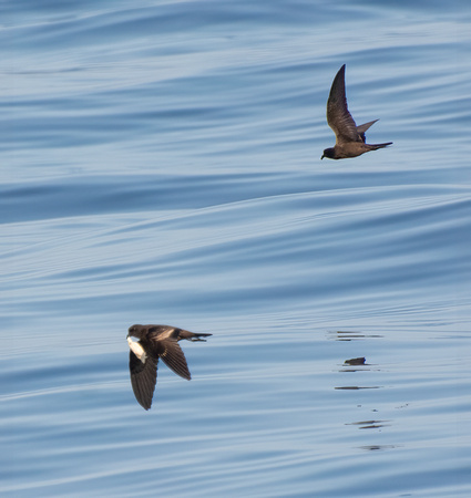 Black Storm-Petrel - Hydrobates melania