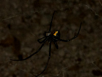 Western black widow - latrodectus hesperus