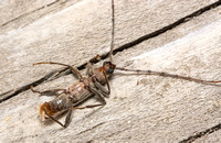 Long-horned beetle - Icosium tomentosum