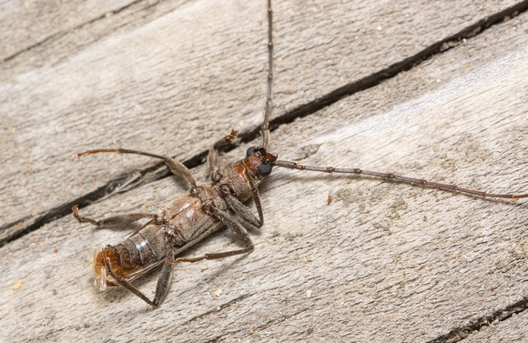 Long-horned beetle - Icosium tomentosum