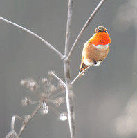 Allen's Hummingbird - Selasphorus sasin