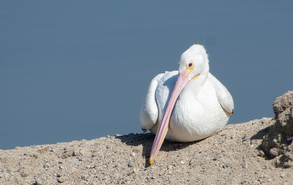 American White Pelican - Pelecanus erythrorhynchos