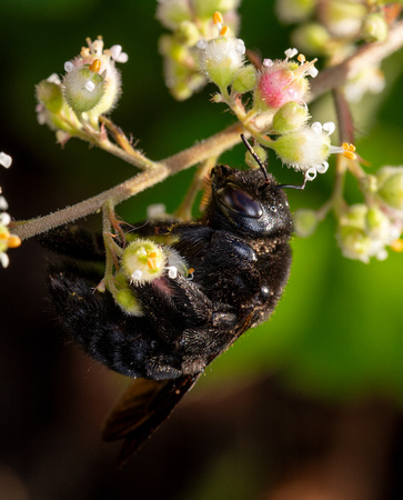 Valley carpenter bee - Xylocopa sonorina