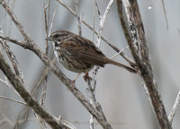 Song Sparrow - Melospiza melodia