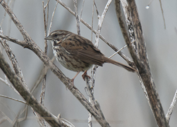 Song Sparrow - Melospiza melodia