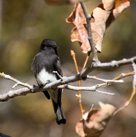 Black Phoebe - Sayornis nigricans