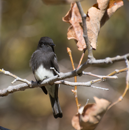 Black Phoebe - Sayornis nigricans