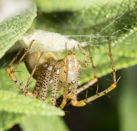 Green lynx spider - Peucetia viridans