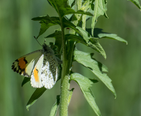 Sara orangetip - Antocharis sara